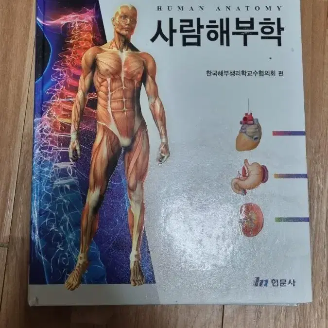 사람해부학