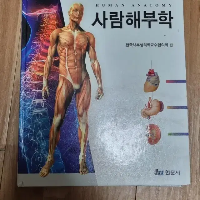 사람해부학