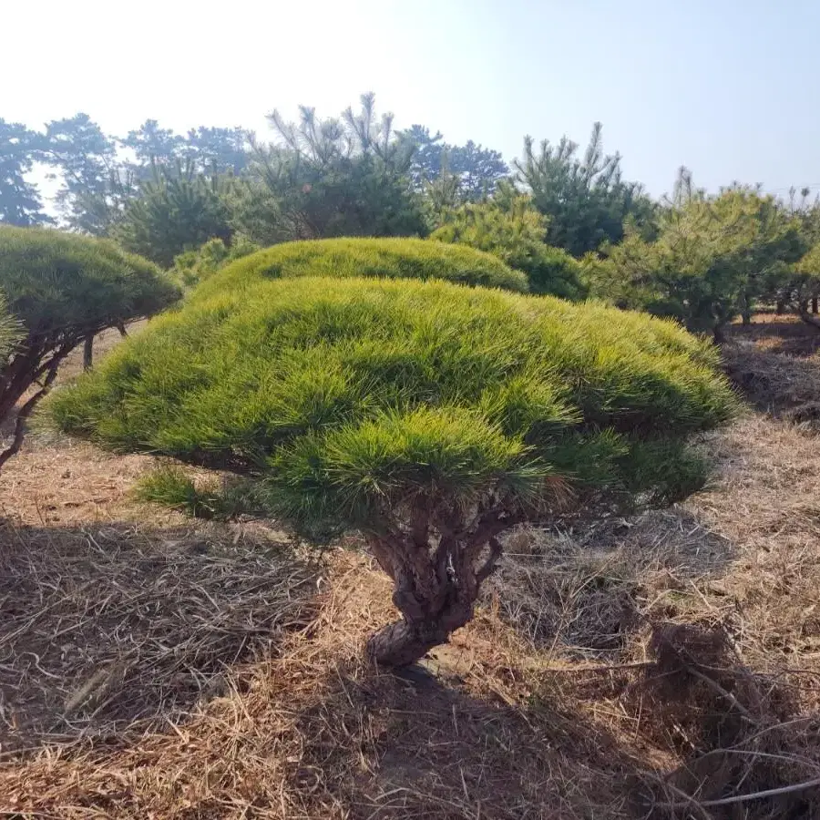 소나무 팝니다.