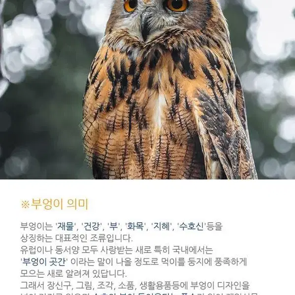 [무료배송] 재물을 부르는 부엉이 벽시계 집들이선물 개업식선물 벽걸이시계