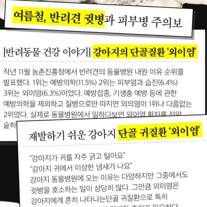 래핑찰리 강아지 귀세정제