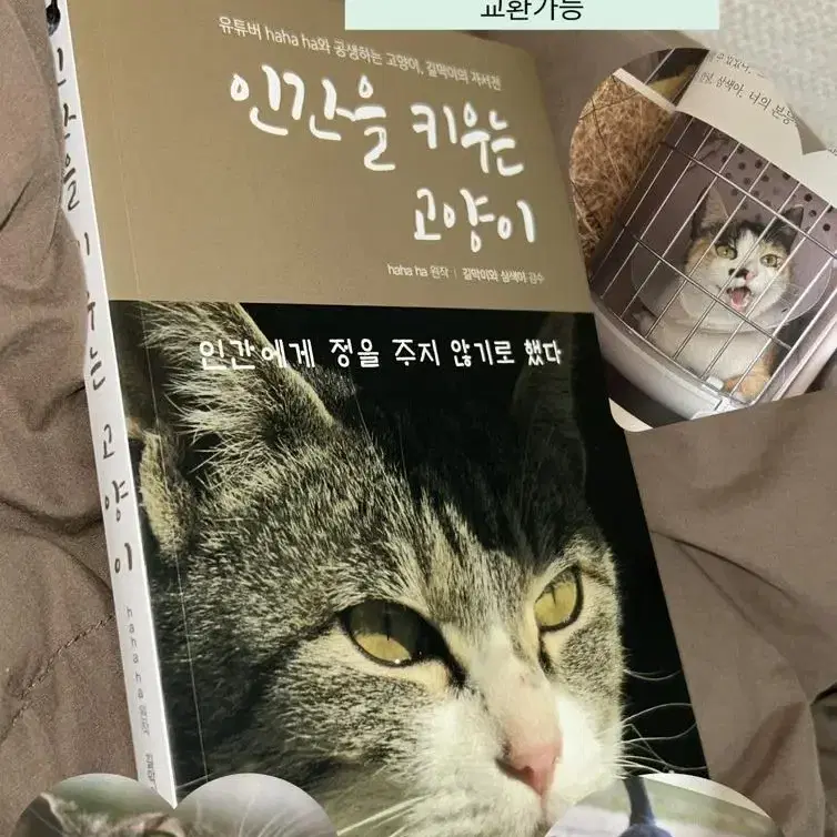 인간을 키우는 고양이