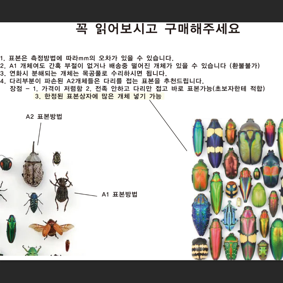 곤충표본009 - 우간덴시스 뿔꽃무지 녹색형