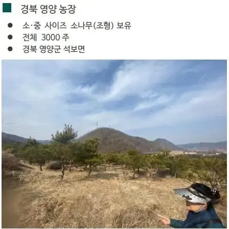 소나무 판매합니다.