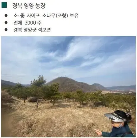 소나무 판매합니다.