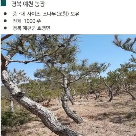 소나무 조경수 판매합니다.