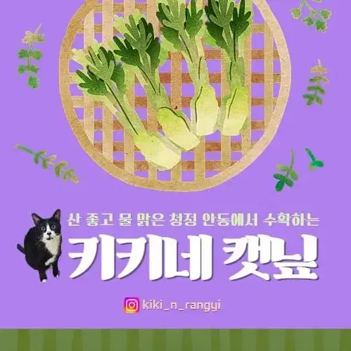 고양이 간식 키키네 캣닢/캣닙 30g 벌크 가성비 포장