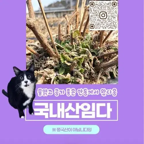 고양이 간식 키키네 캣닢/캣닙 30g 벌크 가성비 포장