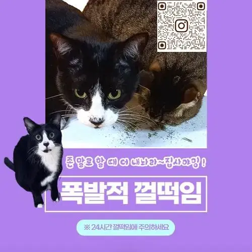 고양이 간식 키키네 캣닢/캣닙 30g 벌크 가성비 포장