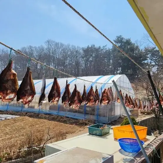 반건조 민어/국산민어/건민어/자연산/해풍에 말린 민어