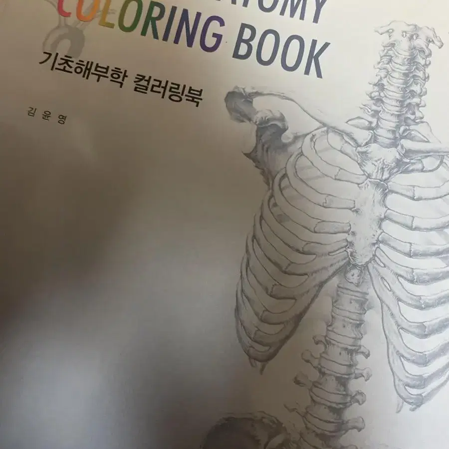 기초해부학 컬러링불