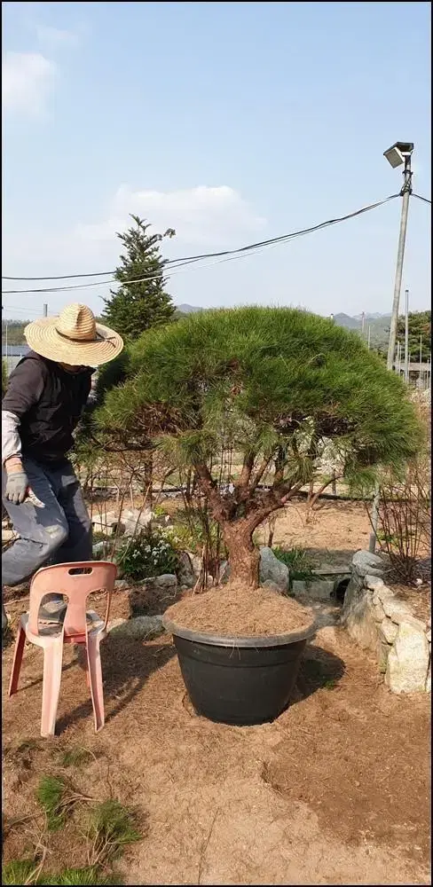 [소나무] 적송 둥근소나무 화분에 심어진 약 23년생 소나무 판매합니다