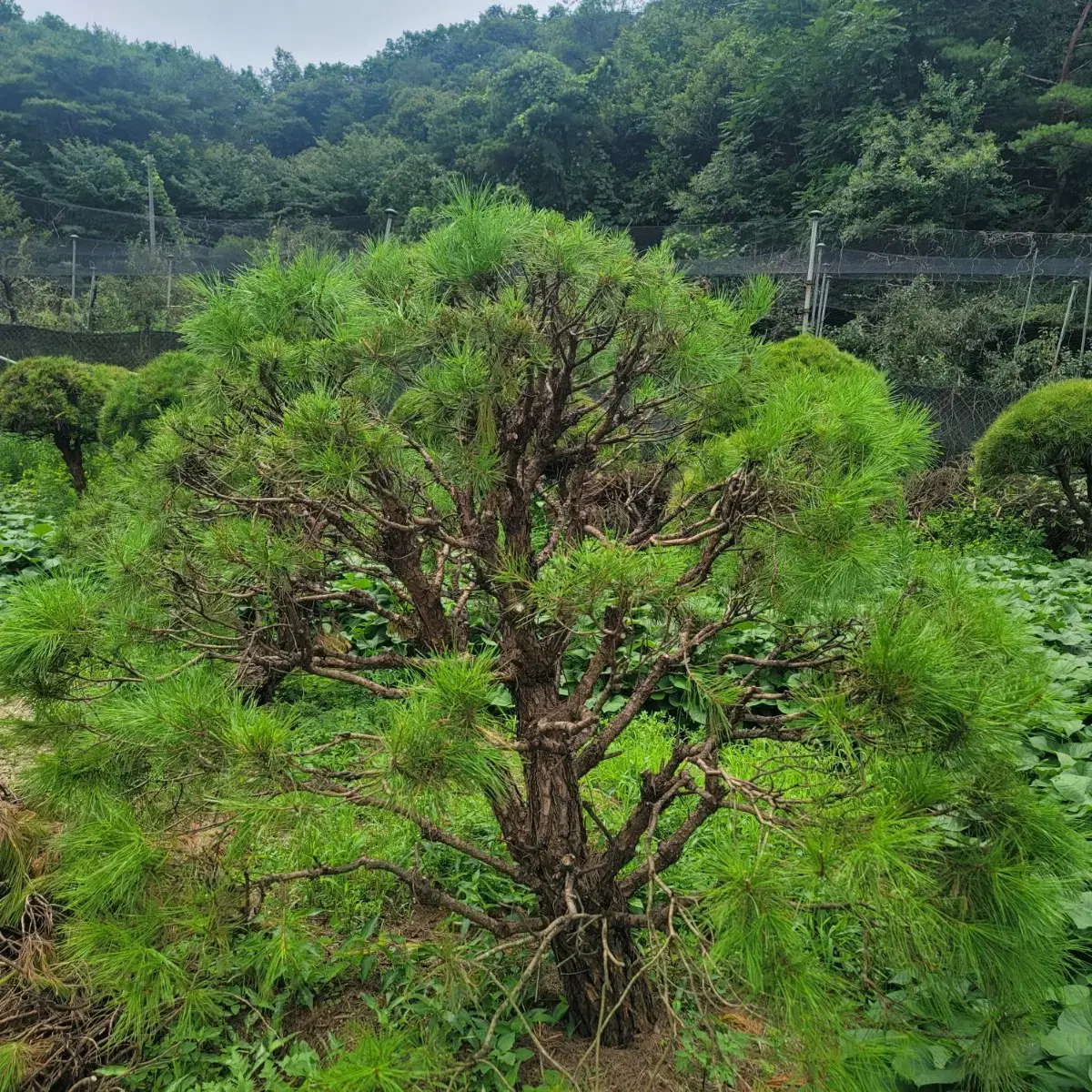 [소나무] 적송 둥근소나무 화분에 심어진 약 23년생 소나무 판매합니다