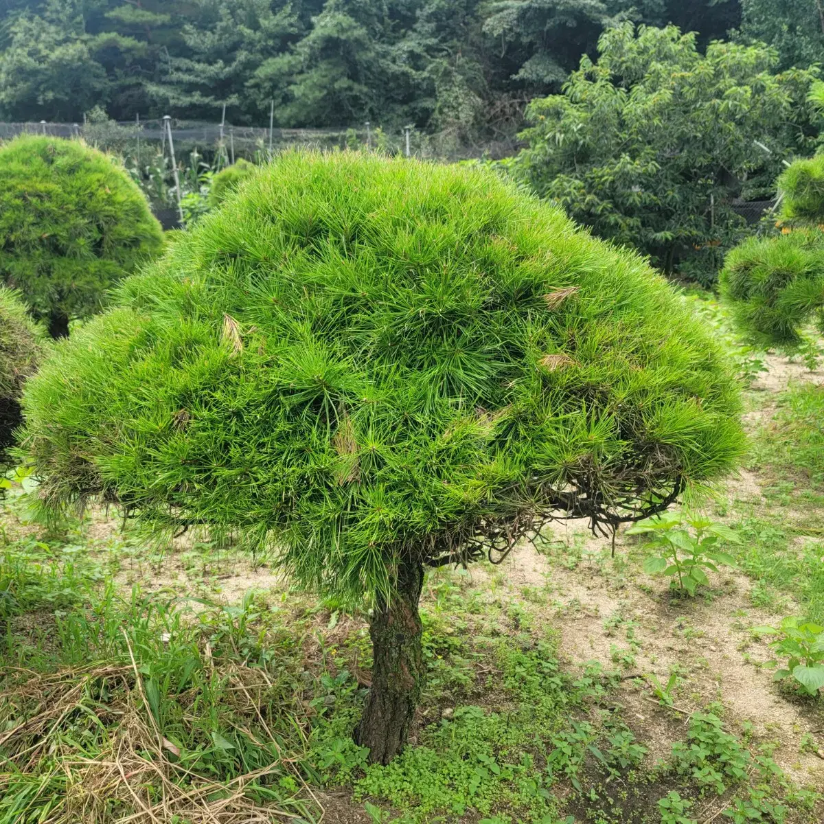 [소나무] 적송 둥근소나무 화분에 심어진 약 23년생 소나무 판매합니다