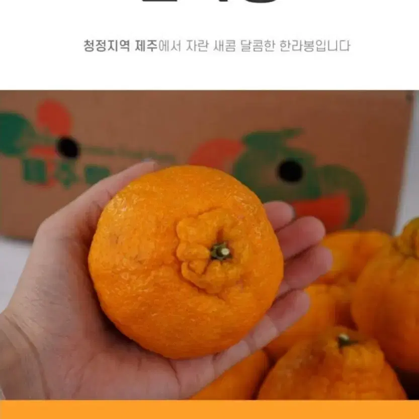 제주특산품 서귀포 명품 한라봉