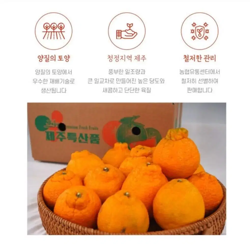 제주특산품 서귀포 명품 한라봉