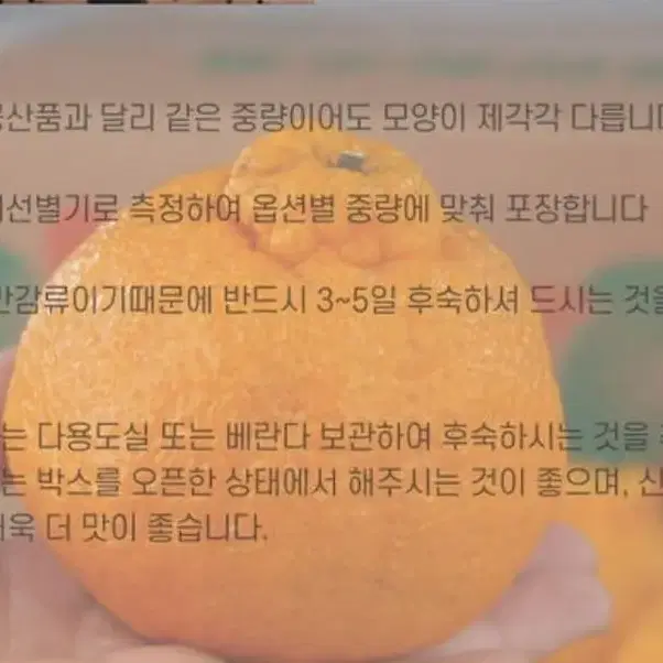 제주특산품 서귀포 명품 한라봉