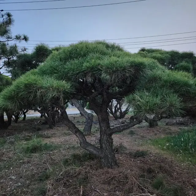 소나무 판매합니다