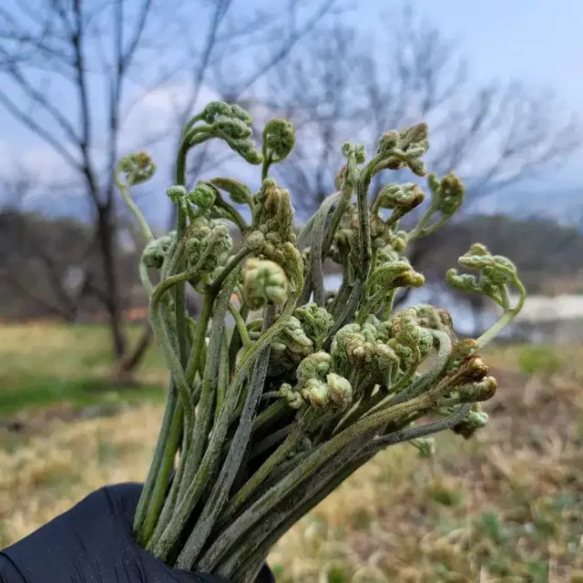 지리산 햇 고사리 추석 나물