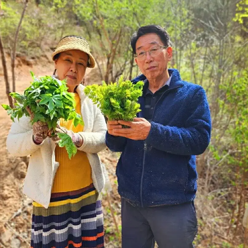 (산나물의본고장 경북영양)자연산 야생 두릅/엄나무순