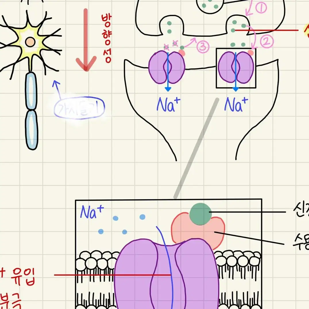 생명과학I [ 뉴런 & 막전위 ] 2023수능 1등급(50)