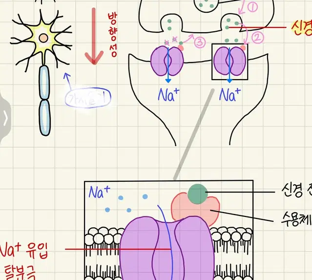 생명과학I [ 뉴런 & 막전위 ] 2023수능 1등급(50)