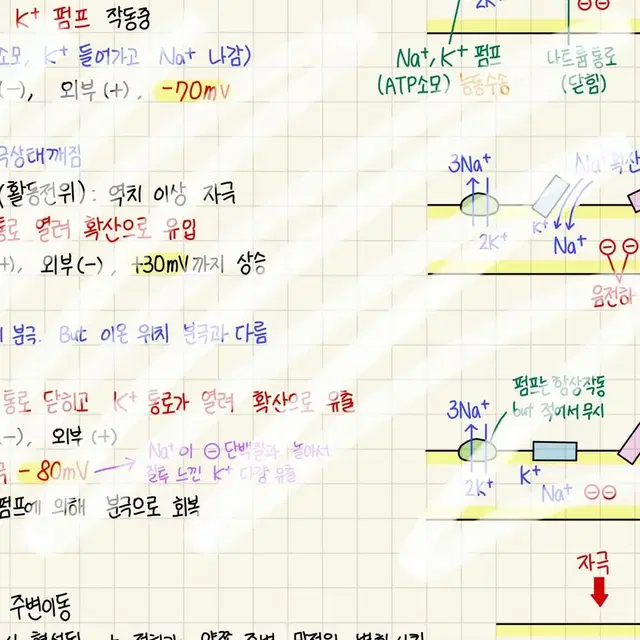 생명과학I [ 뉴런 & 막전위 ] 2023수능 1등급(50)