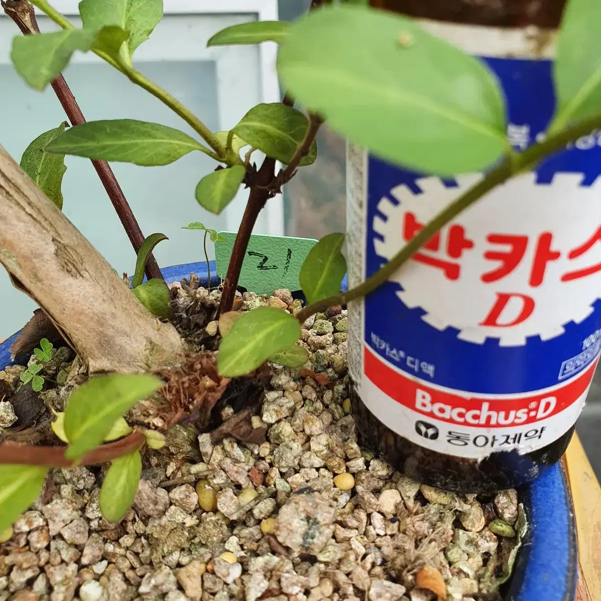 인동 분재