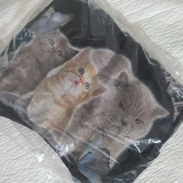 스컬프터 고양이 반팔티 kitten box tee