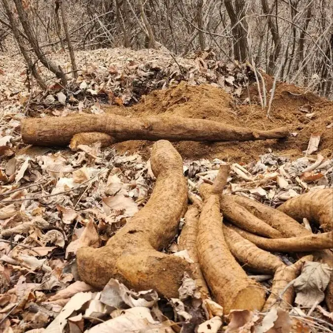 100%자연산 생칡즙 저희는 칡즙만 전문으로 운영하는 업체입니다