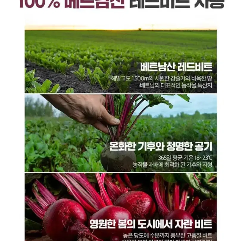 [무배] 비엣퓨어 100% 비트 주스 1000ml