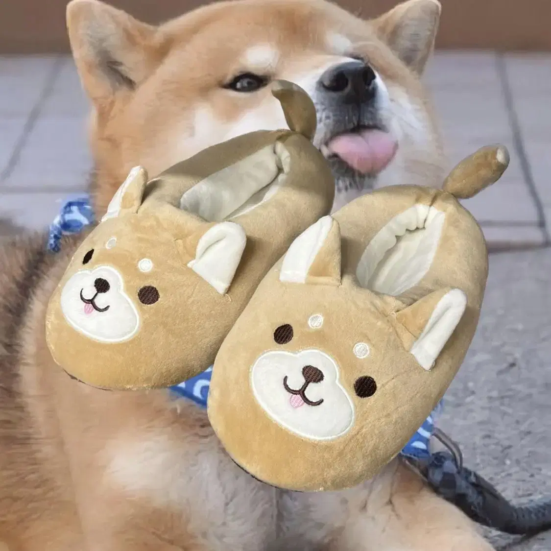 MOCHI SHIBA indoor slippers