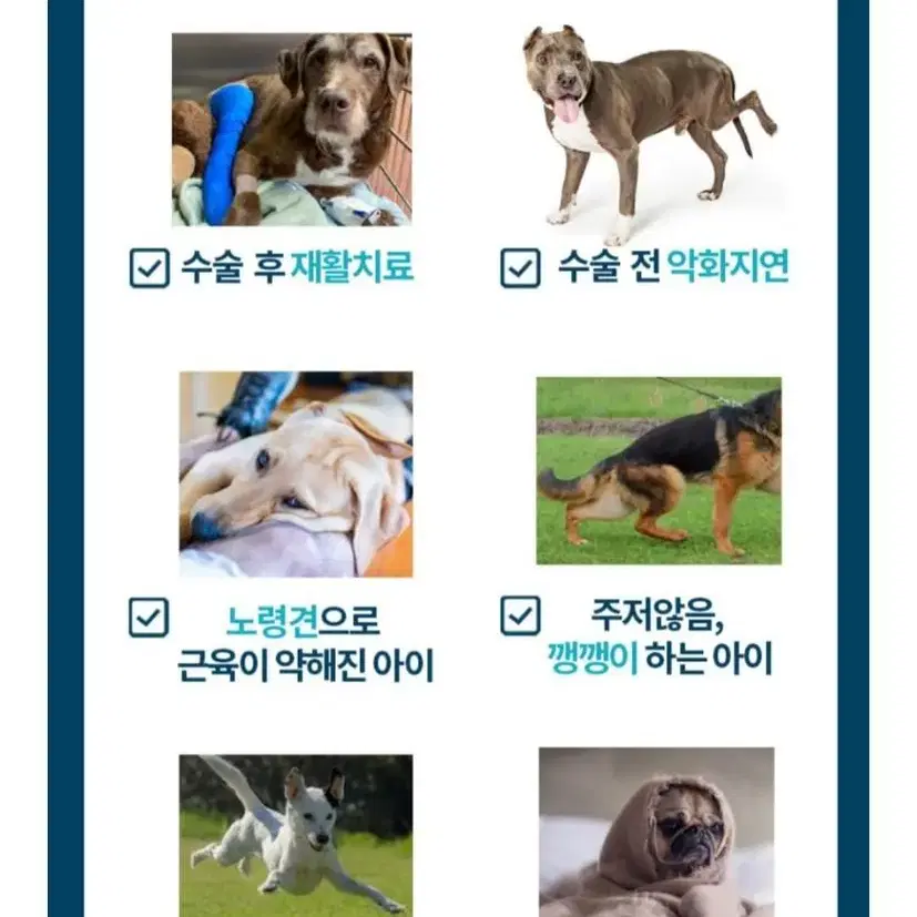 점펫 반려동물 보조기