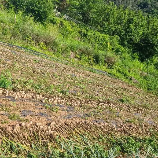 남해 해풍 밭 마늘 23년 수확 반접