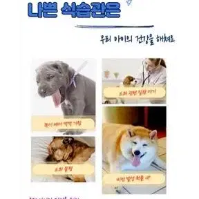 우리 반려동물 식습관 고치기!!