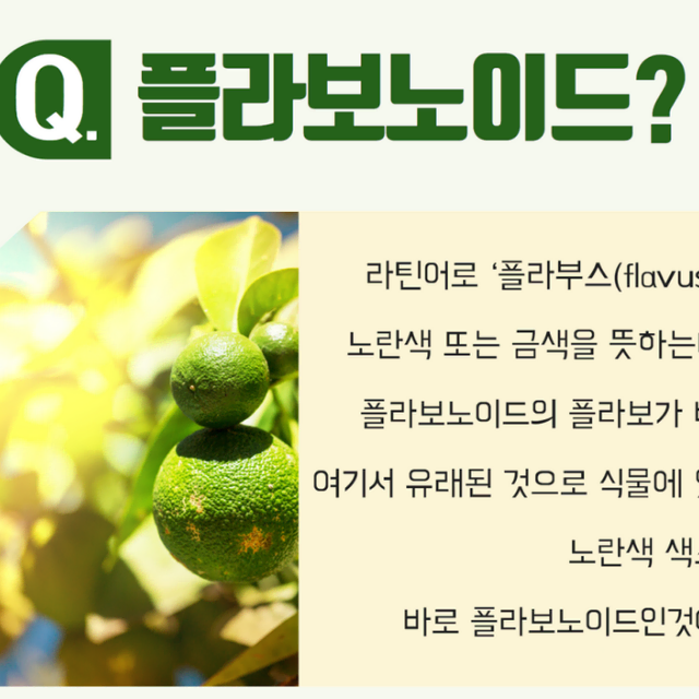 뉴질랜드 플라보노이드 기관지 올리브잎추출 프로폴리스 스프레이 30ml