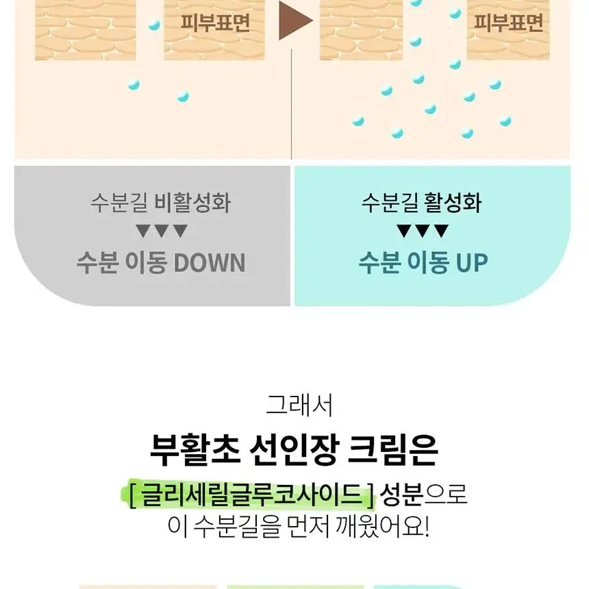 세라마이드 수분 보습 부활초 크림 피부장벽 회복 피부진정 피부면역