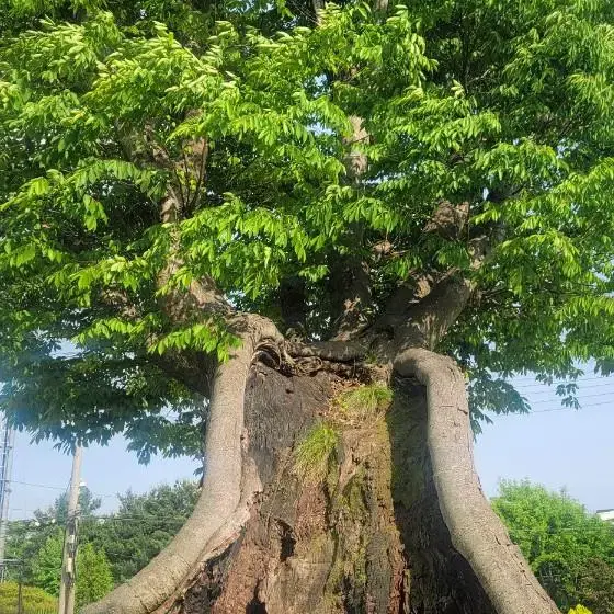 느티나무 특수목 (조경,정원,특수목)