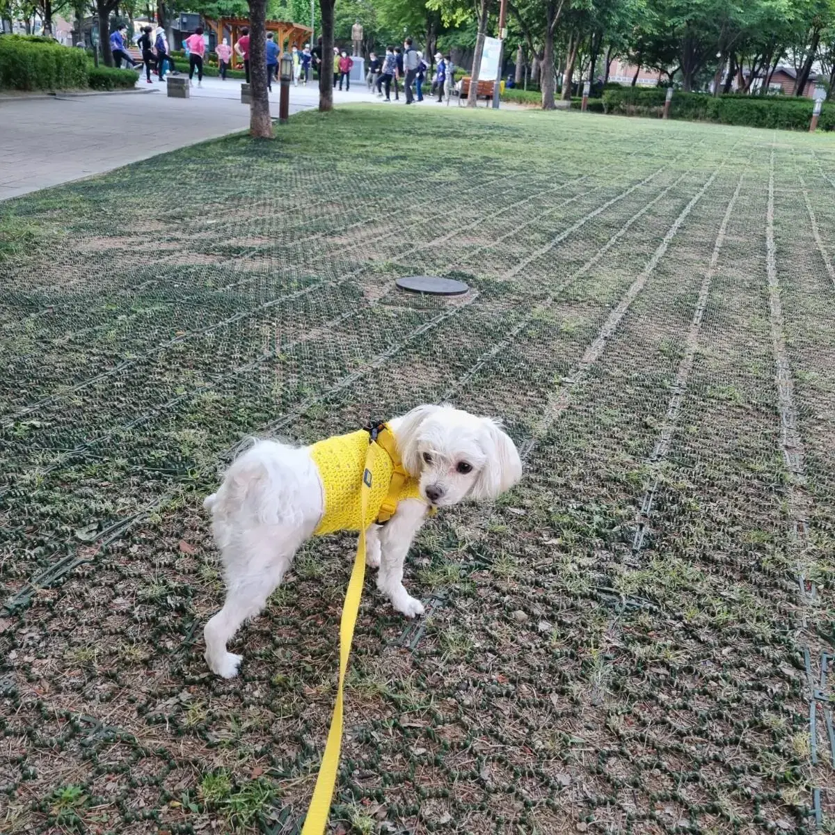 강아지 애견 뜨개 옷 크롭티 여름 민소매 티셔츠