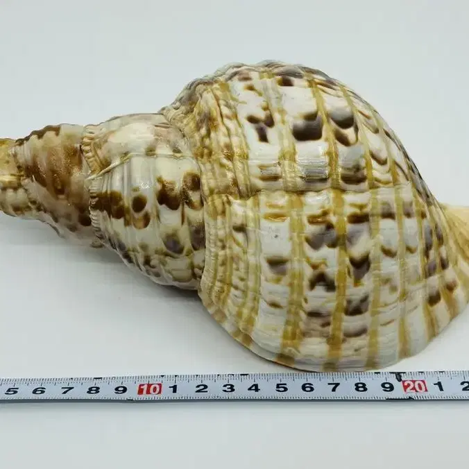 10인치 Triton's trumpet conch shell. 천연 소라