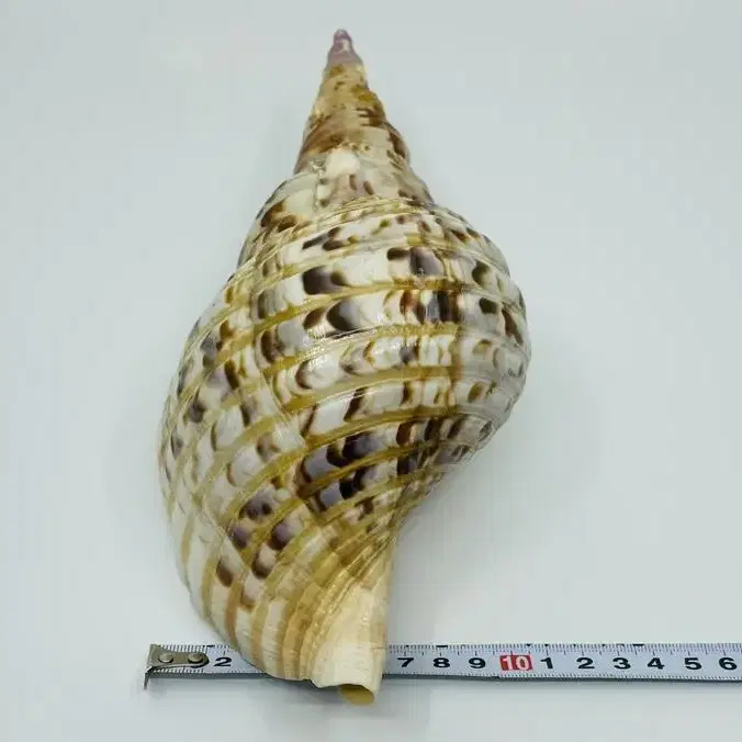 10인치 Triton's trumpet conch shell. 천연 소라