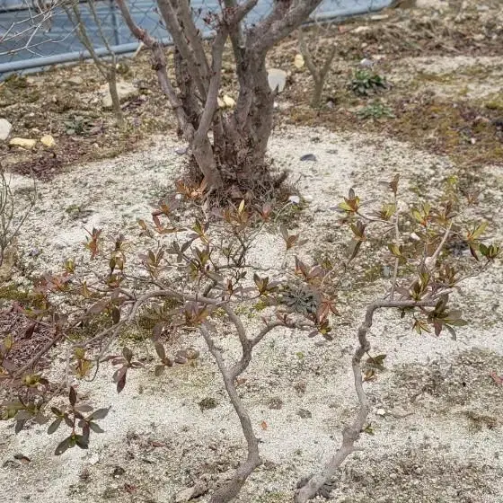 영산홍 판매 (조경,정원,특수목,분재)