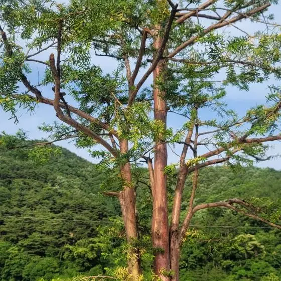 주목나무 판매 (조경,정원,특수목)