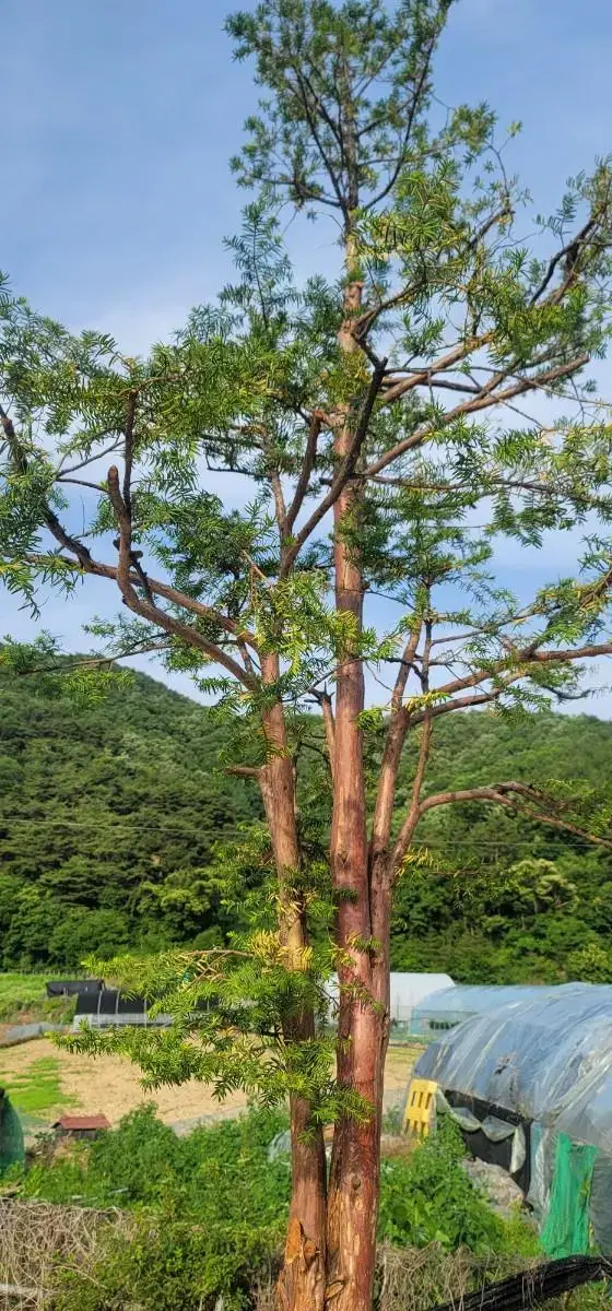 주목나무 판매 (조경,정원,특수목)