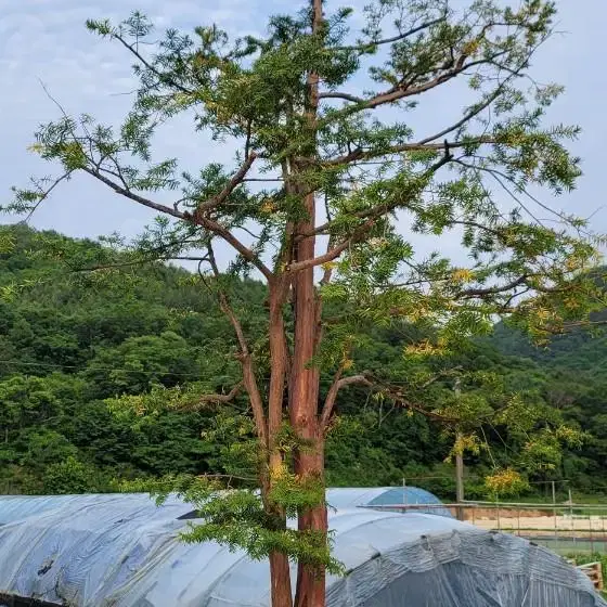 주목나무 판매 (조경,정원,특수목)