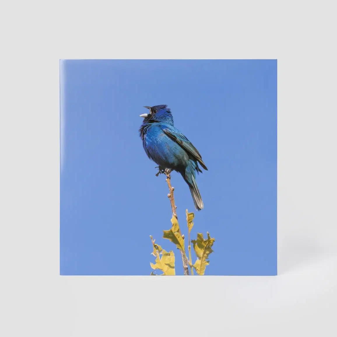 [LP] 윤지영 엘피 블루 버드 Blue bird