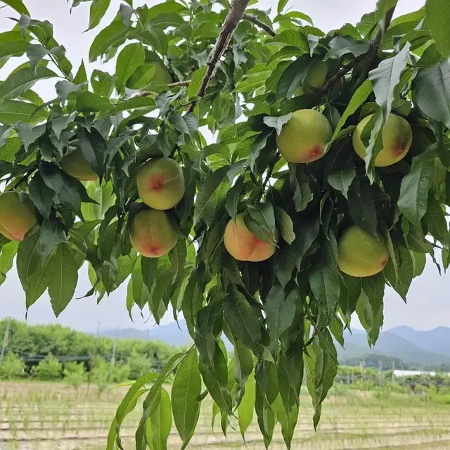 백도 황도 아삭이(딱딱이)복숭아 판매합니다.