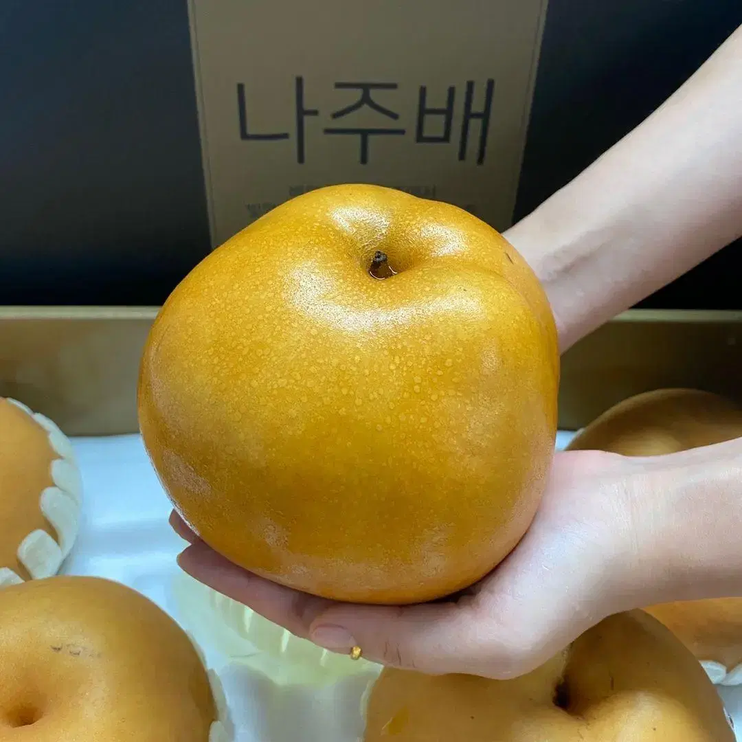 [고군명가] 나주 신고배 특품 7.5kg (11~13과)