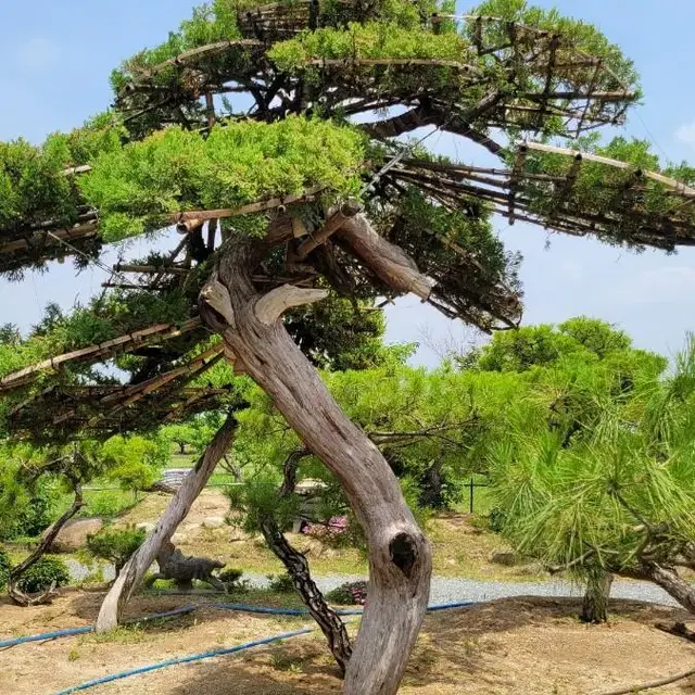 조경수(특수목) 저렴하게 판매합니다.