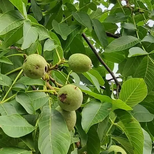 청 호두 판매합니다.